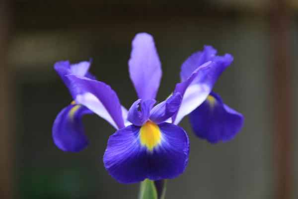 iris purpuriu flori sensul de plante de gradina