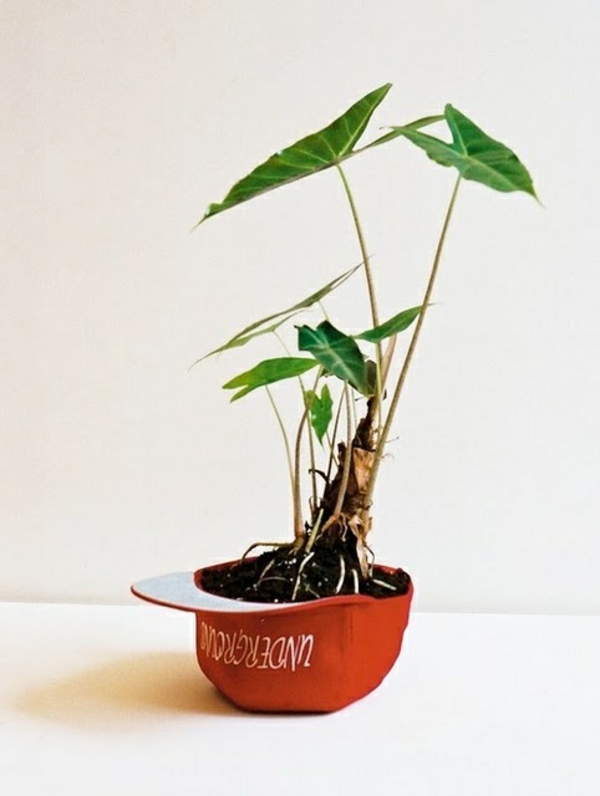 planta joven hoja de elefante oreja planta decoración de la sala decoración del hogar