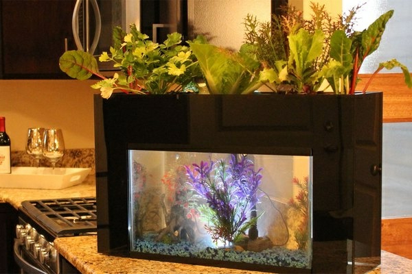bucătărie design acvariu de plante decor bucătărie