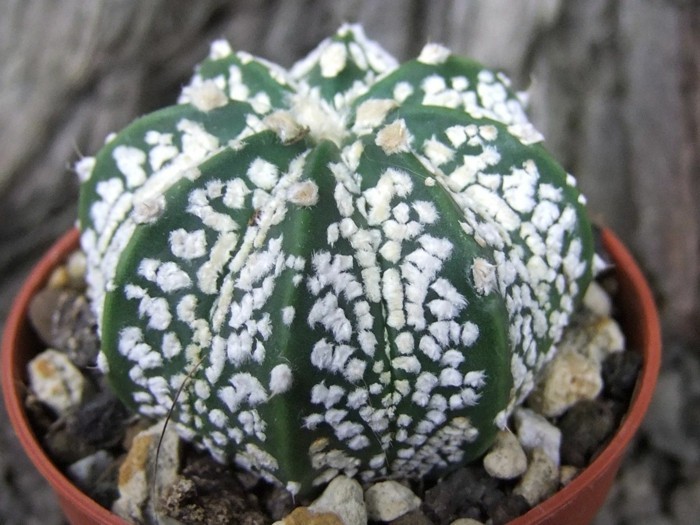 cactus specie Astrophytum deco idei