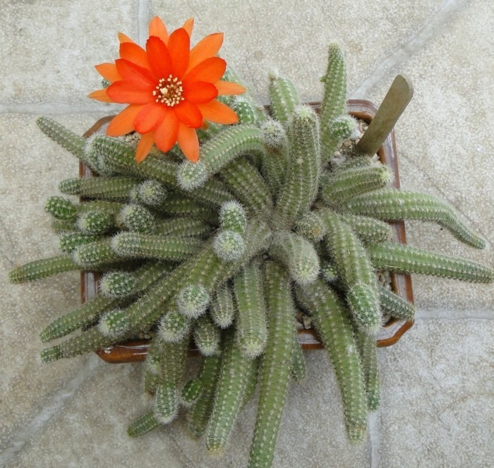 Cactus specie Chamaecereus înflorire