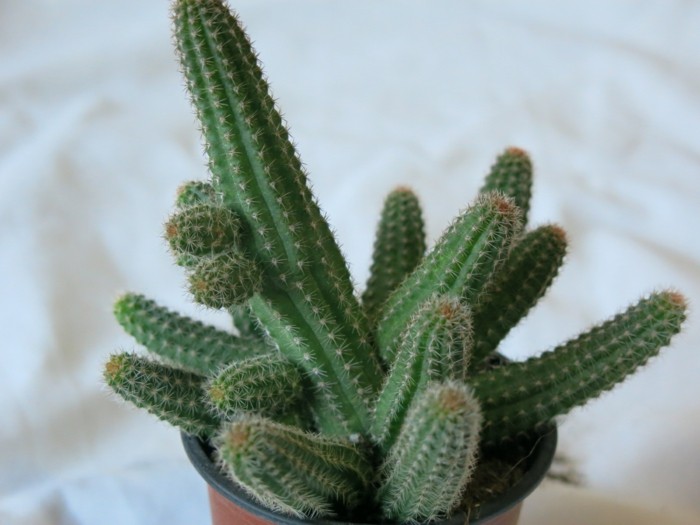 espèces de cactus Chamaecereus plantes d'intérieur
