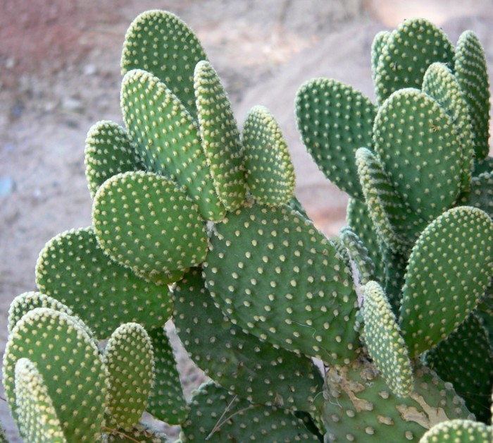 espèces de cactus Opuntia a échoué