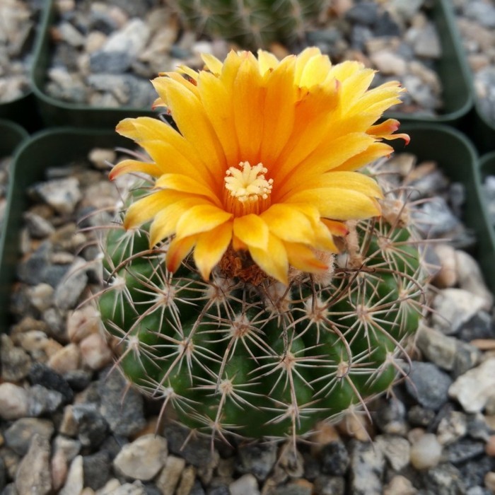 Cactus species Parodia yellow flower