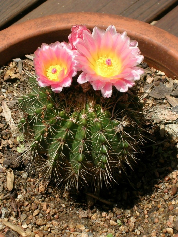 kaktuslaji Parodia kaunis kukka meheviä lajeja