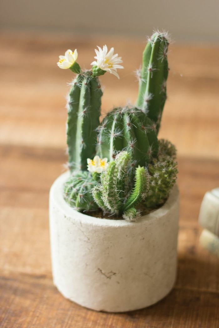 cactus species plant flat decorate