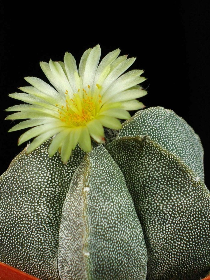 cactus species Astrophytum flowerpot flowering