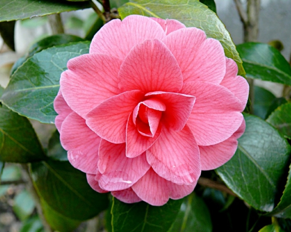 Camellia розови цветя, означаващи деко идеи