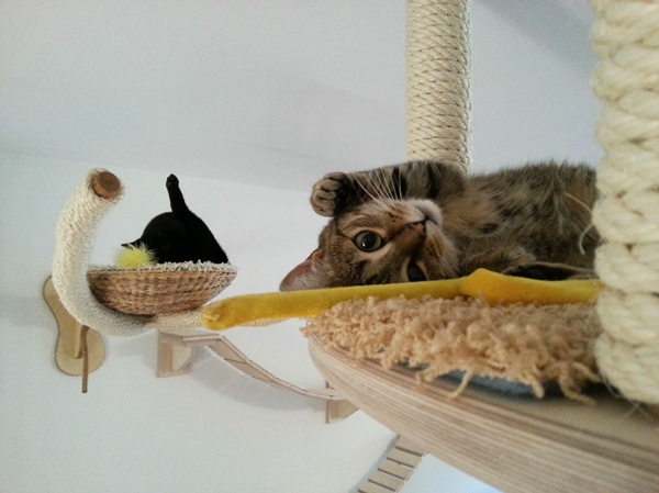 Diseño de muebles para gatos feliz feliz juguetón