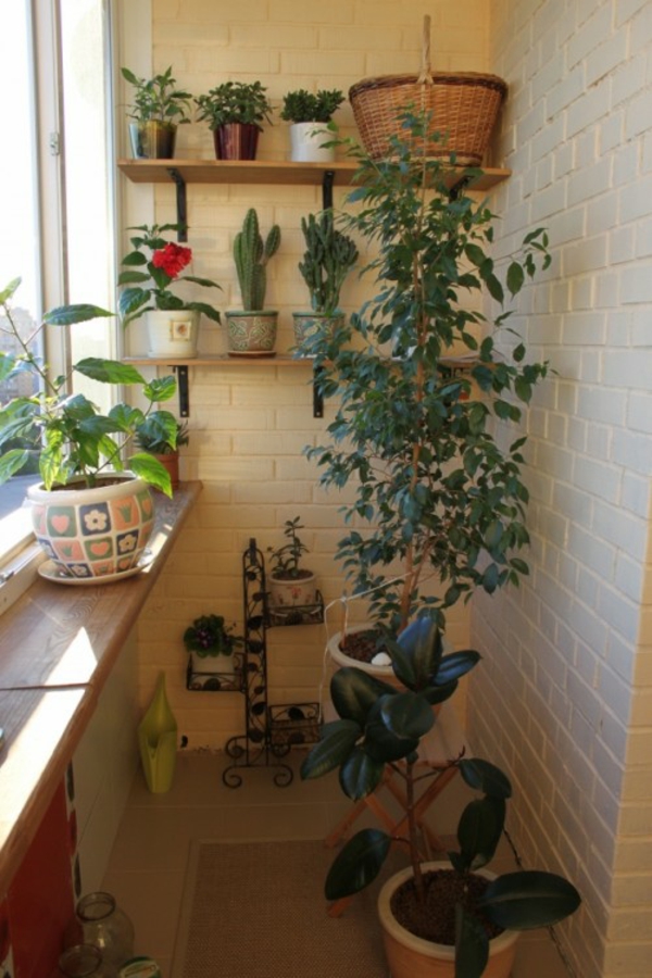 malý balkon rostlina