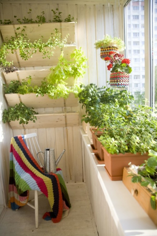 malý balkon rostlina