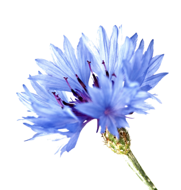 rausvoji mėlyna žiedų gėlės reikšmė