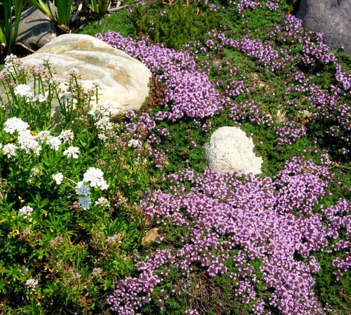 Tijm en natuurlijke stenen in de tuin
