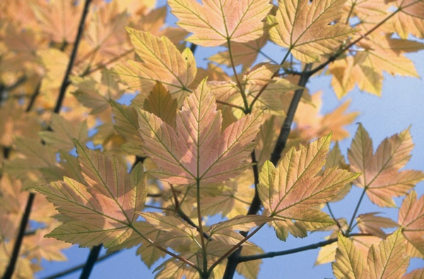 enfermedades de arce bola treetop follaje redondo hojas idea