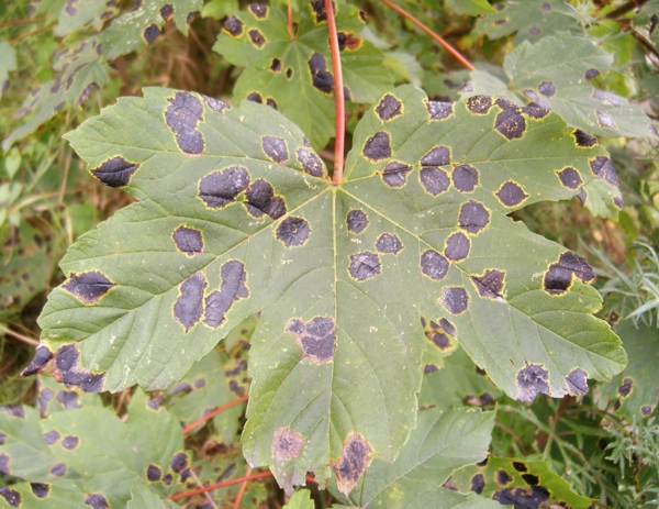 ball maple diseases treetop round foliage leaves