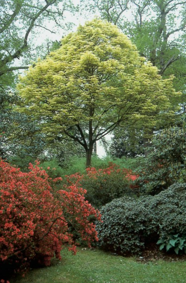 ball maple diseases treetop round foliage spring