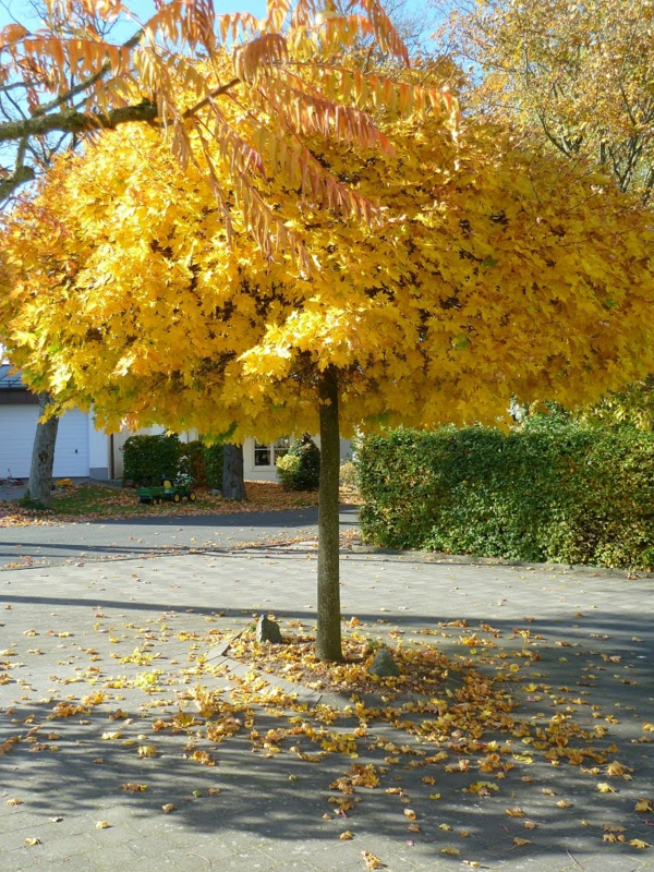 Javorové stromové choroby korunují kolem listů