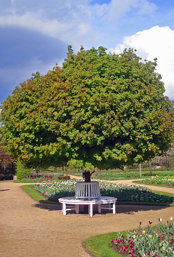 ball maple diseases treetop round foliage park garden bench