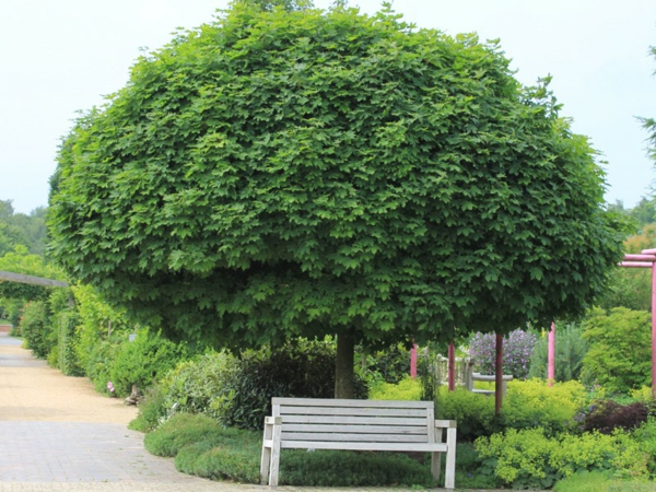 Maple tree sairaudet puiden lehtien puisto