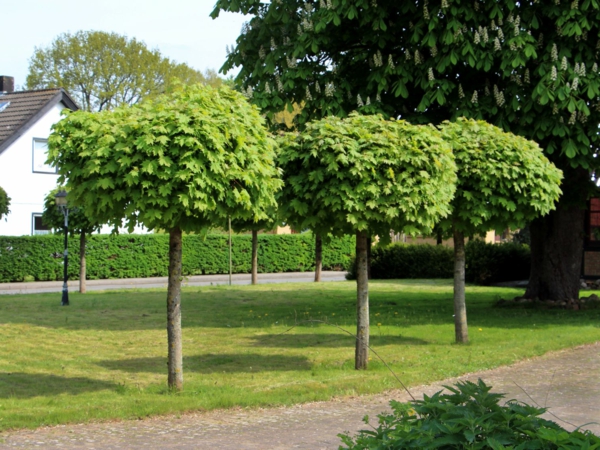 ball maple diseases treetop round foliage row