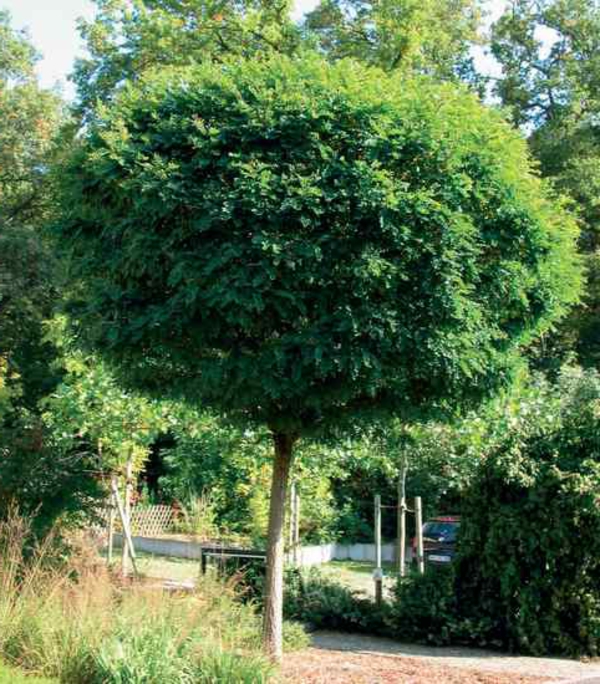 ball maple diseases treetop round foliage beautiful