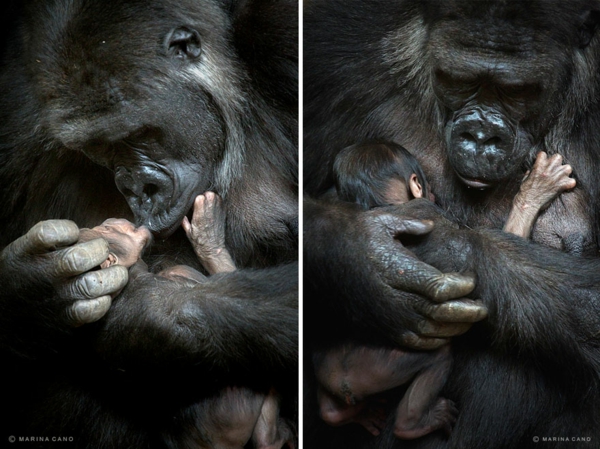 תמונות מגניב צילום מרינה קנו קופים