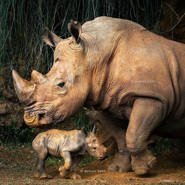 cool photos photography marina cano rhinos