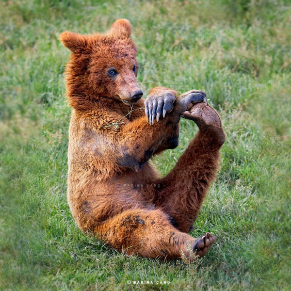 taide kulttuuri viileä valokuvat valokuvaus karhu