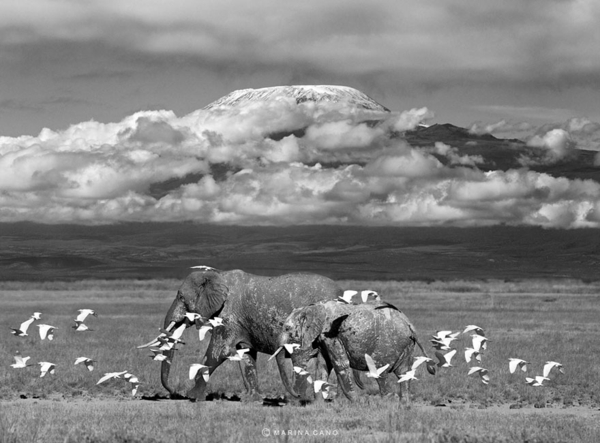 kunst kultur kule fotografering fotografier elefanter