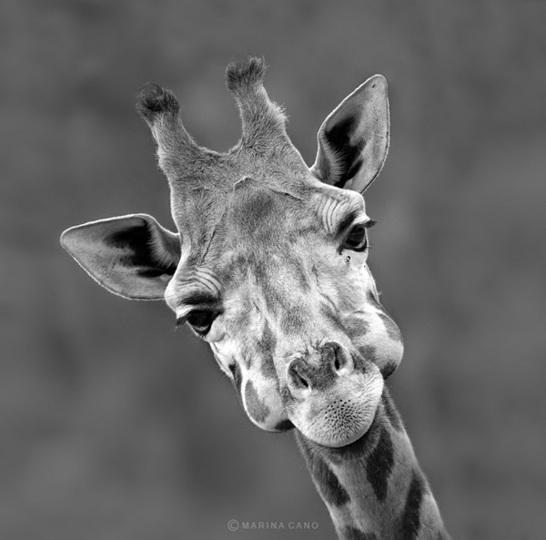 arte cultura fotografía fresca fotografía jirafa