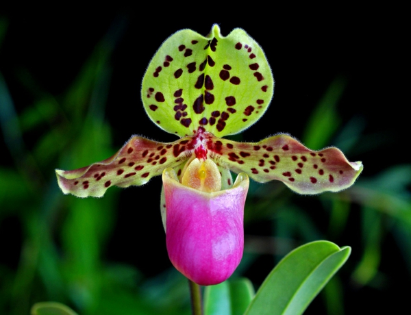 lady slipper orchid orchid flowers