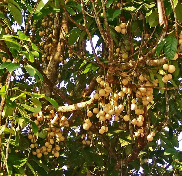 lansium arbres exotiques liste des fruits exotiques