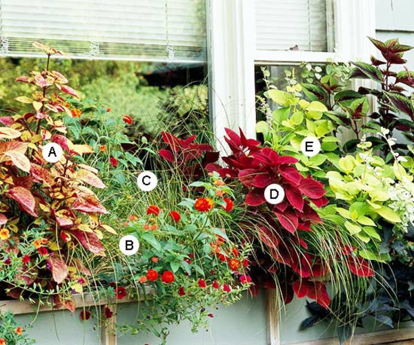 Ideas para jardinera de ventana Coleus
