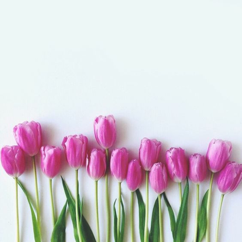 paarse tulpen tulpen mooie lente bloemen foto's