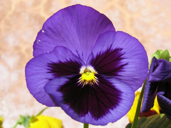 sodinti purpurines violetines gėles, tai reiškia
