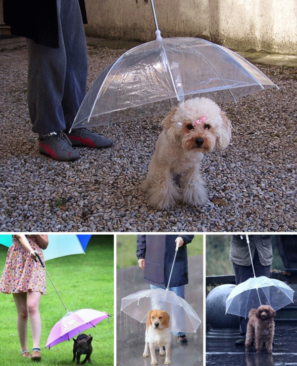 paraguas divertidos mascotas perros