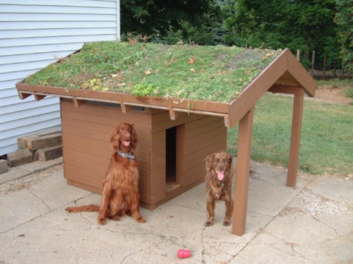 Doghouse designs with a garden on the roof