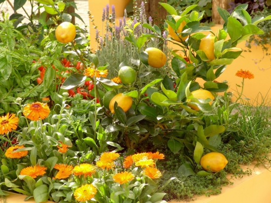 Planta de jardín mediterránea flores de limones