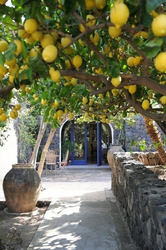 创建地中海花园植物柠檬树