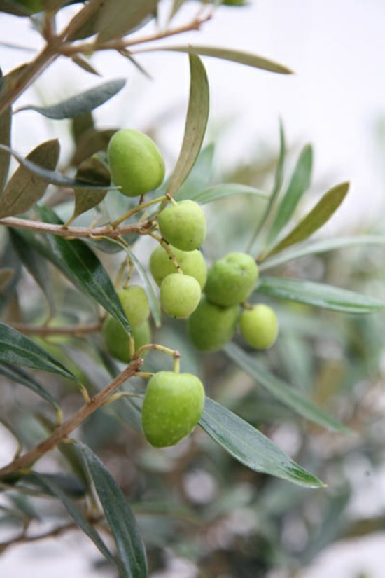 地中海花园植物想法橄榄树