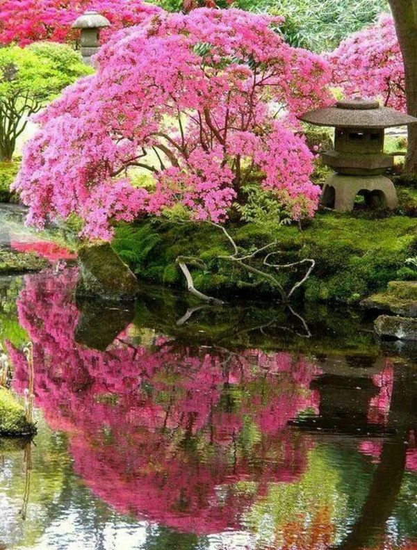 我美丽的花园粉色树梢