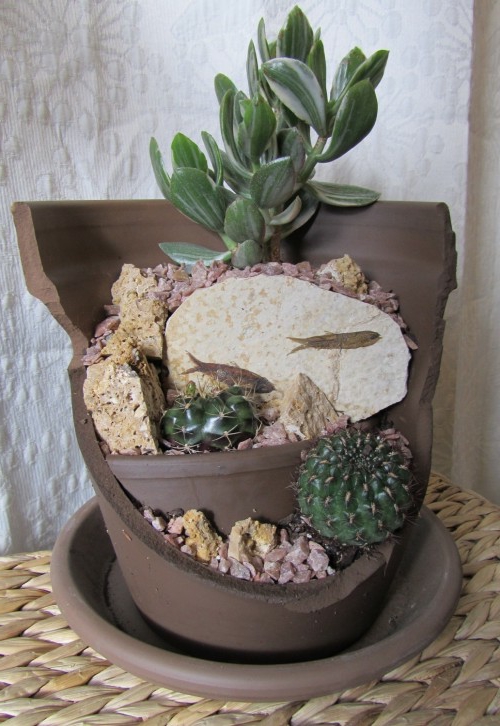 minigarts kalksteen vetplanten cactussen