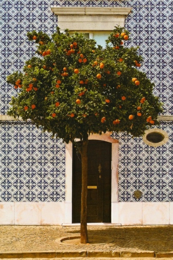 средиземноморски оранжево дърво Испания на открито