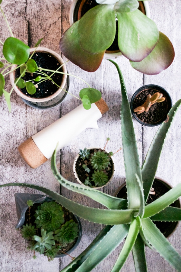 σύγχρονα φυτά εσωτερικού χώρου όμορφα ιδέες ιδέες για ντίσκο