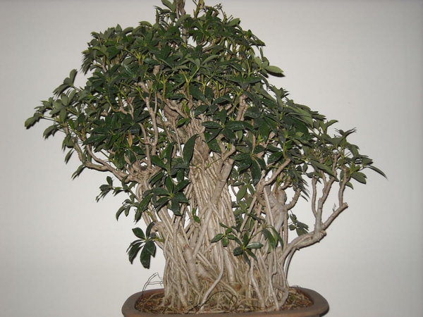 σύγχρονα εσωτερικά φυτά schefflera δέντρο ελκυστική