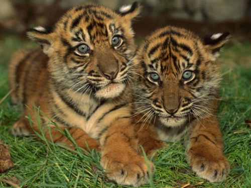 χαριτωμένο τίγρης μωρό εξωτικό περιβάλλον φύση