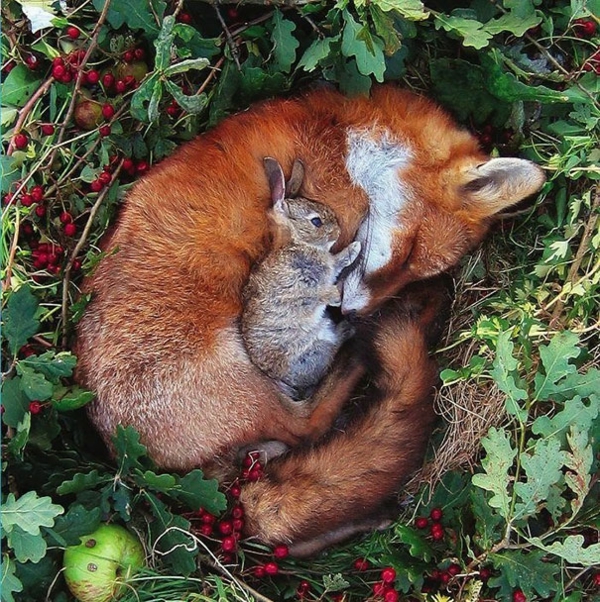 сладък животински снимки фантазия домашни любимци бебе заек и лисица като домашен любимец