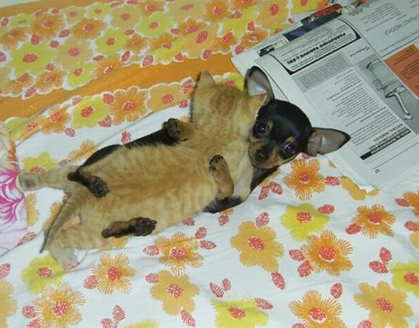 photos d'animaux mignons fantaisie animaux de compagnie bébé chat et miniature pinscher