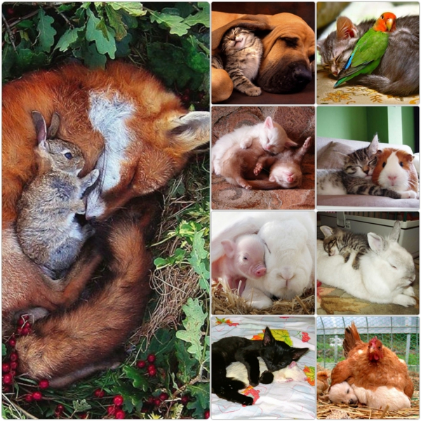сладък животински снимки фантазия домашни любимци лисица като домашен любимец