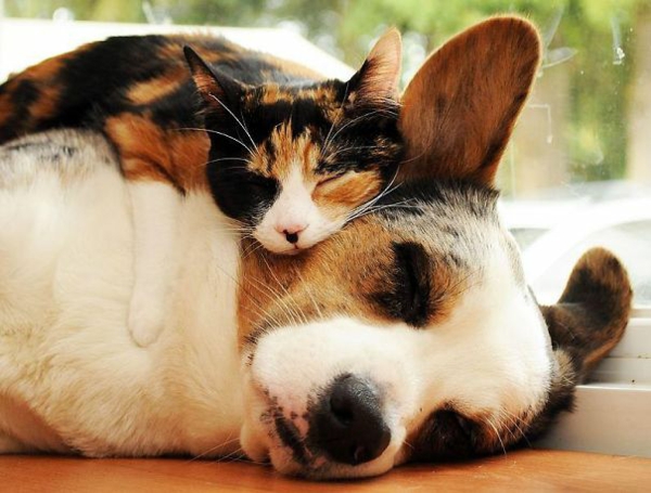 photos d'animaux mignons fantaisie animaux de compagnie chien et chat amitié